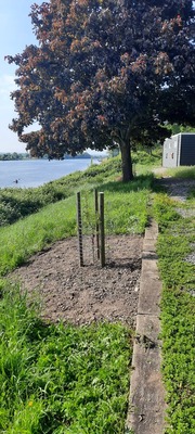 230531-eikenboompje